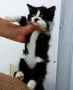 Подарявам малко котенце на 2 месеца, снимка 2