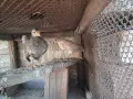 Пилета джинки чифт 15 евро, снимка 4