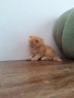 Персийски котенца, снимка 10