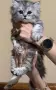 Персрсийска чинчила, снимка 2