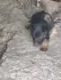 Белгийска овчарка , снимка 8