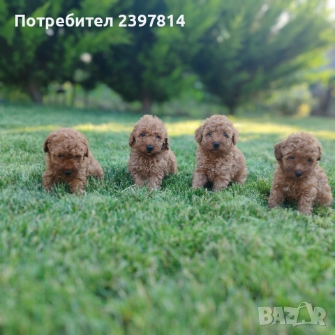 Пудел  Той/Мини, снимка 4 - Пудели - 55138246