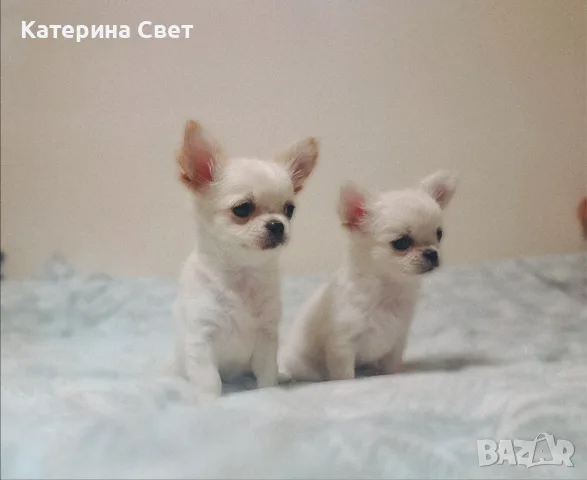 Женско дългокосместо мини чихуахуа