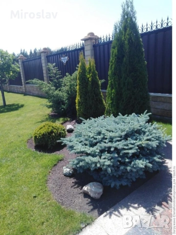 „Карпатски смърч“, снимка 5 - Градински цветя и растения - 54354765
