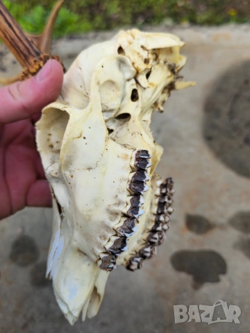 Трофей от сръндак , снимка 10 - Други - 54312628