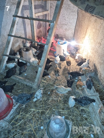 продавам селски пилета , снимка 3 - Кокошки и пуйки - 54069894