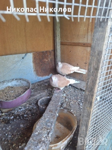 Продавам гугутки чифт кафяви, снимка 2 - други­ - 54309192