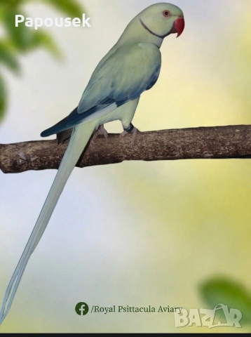 * 🦜 Малки Александри – топ качество и селекция, снимка 5 - Папагали - 54988483
