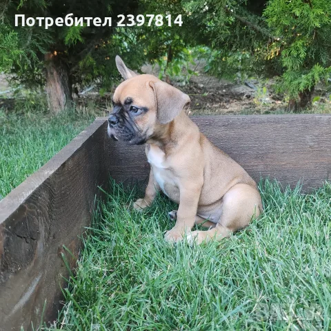 Френски булдог - Женско, снимка 2 - Френски булдог - 55008762