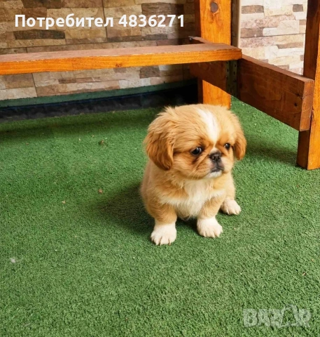 Пекинез мъжко