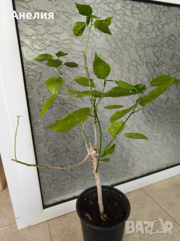 Хибискус Малва Hibiscus malvaviscus, снимка 3 - Стайни растения - 55048571