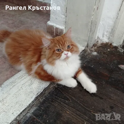 Продавам срещу символична цена 2бр. Персийски котета на 5месеца , снимка 4 - Персийска - 55678856
