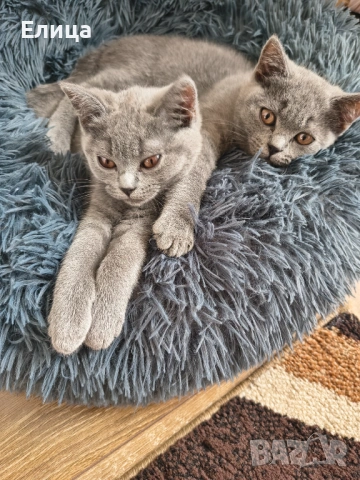 Британски котенца