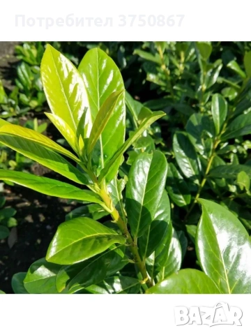 🌿☀️🌿 Лавровишна ‘Novita’ / Жив плет (Prunus laurocerasus ‘Novita’)