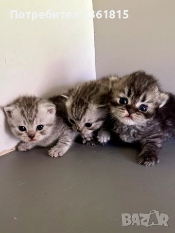 Шотландски котенца, снимка 5 - Британска късокосместа - 54478164