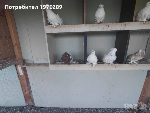 Къдрави гълъби с качули