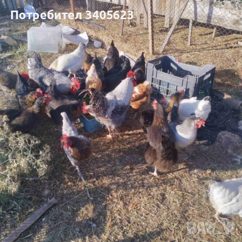  домашни яйца , снимка 2 - Домашни продукти - 54349031