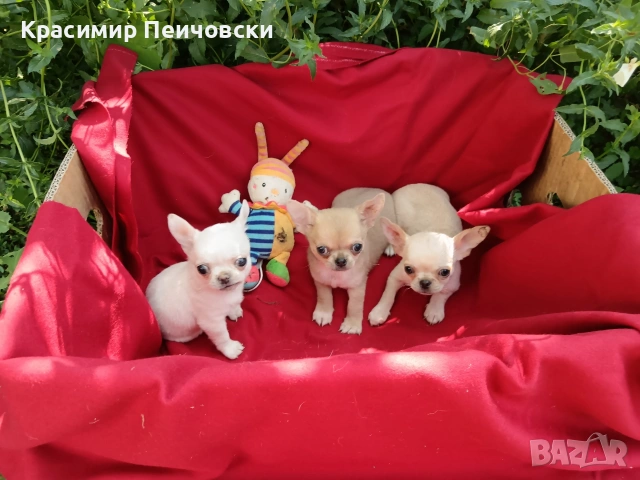 предлагам чихуахуа. , снимка 5 - Чихуахуа - 55112173