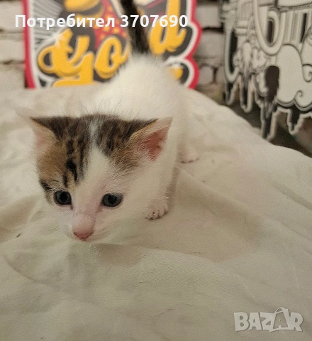 Подарява се малко котенце – спешно търси дом!, снимка 3 - Други - 54596998
