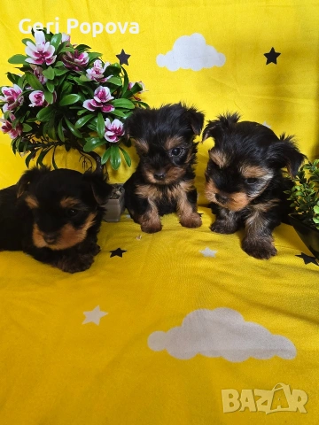 мини йоркширски териер, снимка 4 - Йоркширски териер - 53960498