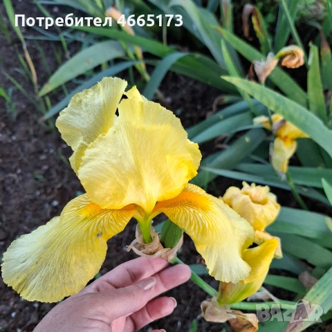 Ирис /Перуника видове , снимка 2 - Градински цветя и растения - 54268147