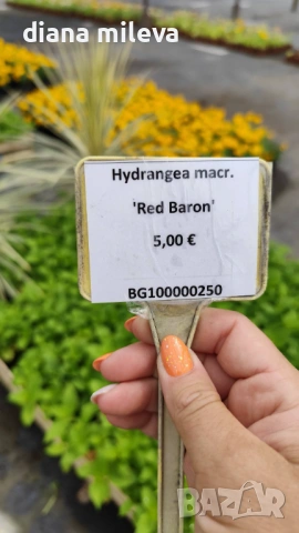 Хортензия Червен Барон, Hydrangea macr. Red Baron за сянка !!!, снимка 12 - Градински цветя и растения - 54769074