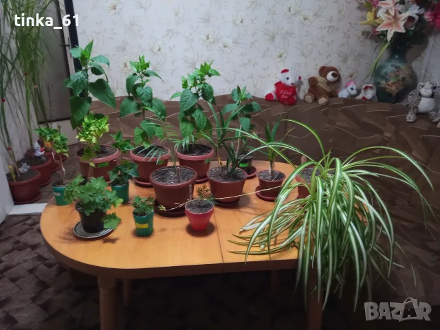 Стайни цветя -14 броя