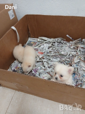 Mini Pomerani, снимка 8 - Померан - 55083566