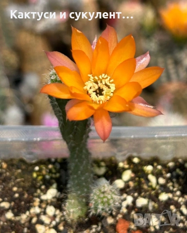 Кактус Chamaecereus Hybrid оранжев , снимка 2 - Градински цветя и растения - 54807490
