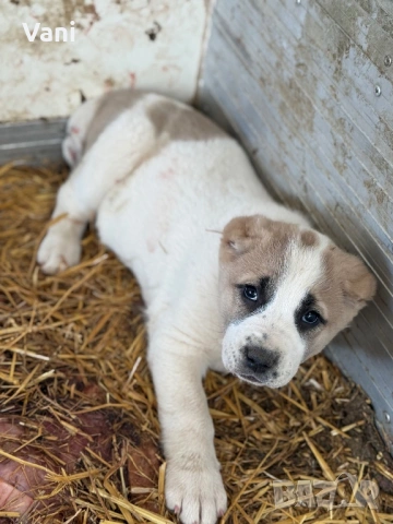 Аласай / САО , снимка 6 - Алабай - 54093320