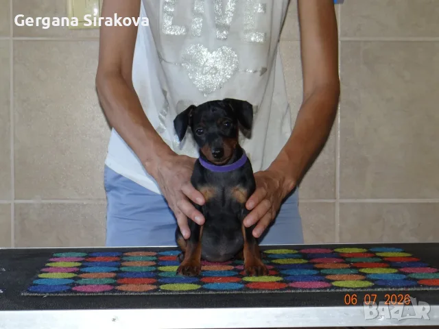 Миниатюрен Пинчер / zwergpinscher, снимка 5 - Пинчер - 55357983