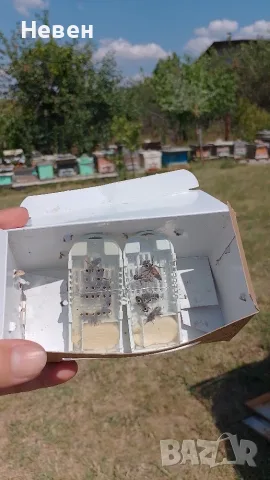 Пчелни майки - Отводки, снимка 8 - За пчели - 37024156