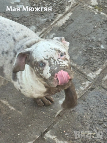 XL American bully, снимка 6 - Други - 55057160