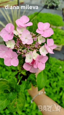 Хортензия Месалина, Hydrangea Messаlina  за сянка !