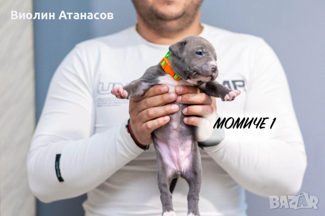 Продават се кученца Питбул Bluenose, снимка 3 - Питбул - 54348441