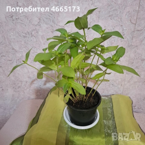 Растение Циния , снимка 5 - Градински цветя и растения - 54947055