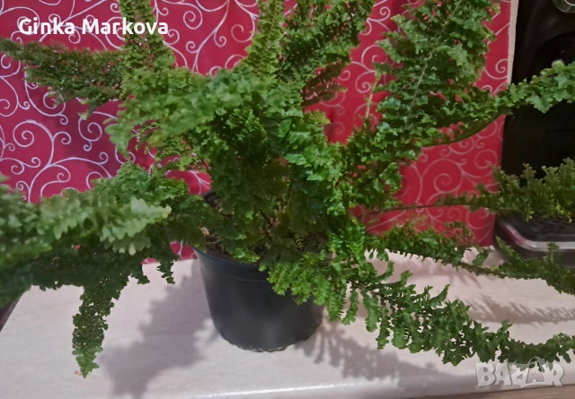 Къдрава папрат - 10 евро, снимка 2 - Стайни растения - 54429958