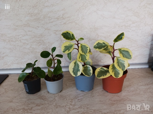 Пеперомия Peperomia obtusifolia - пъстра и зелена