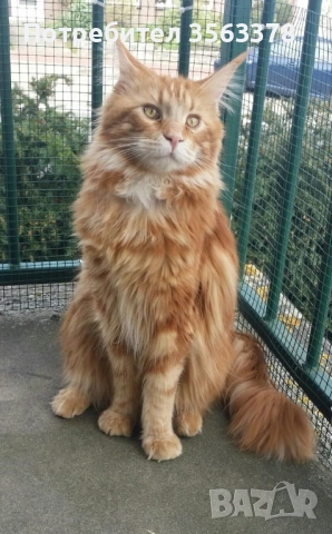 Мейн куун търси партньор