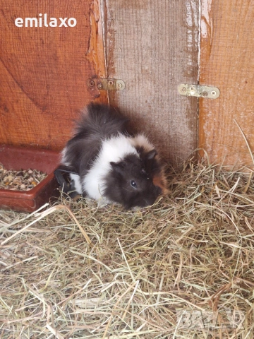 Продавам 2 мъжки морски свинчета., снимка 2 - Морски свинчета - 54148553