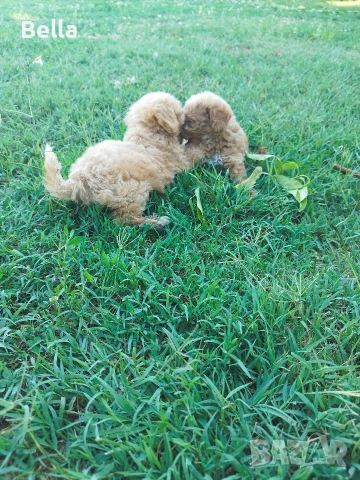 Малтипу/Maltipoo, снимка 8 - Пудели - 55166935
