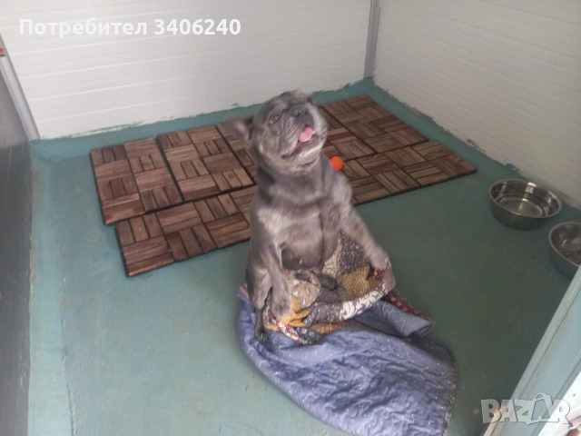 Хотел за кучета София