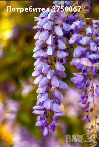 💜🌿💜 Глициния / Вистерия (Wisteria), снимка 2 - Градински цветя и растения - 55411177