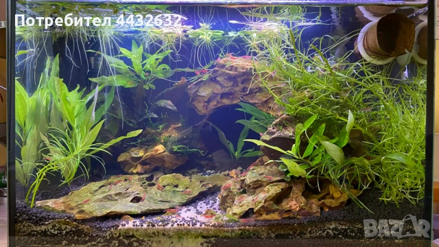 Аквариум със скариди, цялостно оборудван и естествено декориран