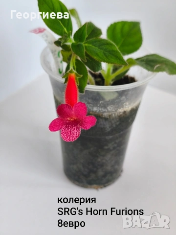 колерия , снимка 2 - Стайни растения - 54716817