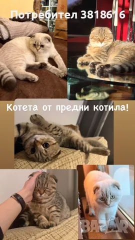 Британски котета , снимка 6 - Британска късокосместа - 55422610