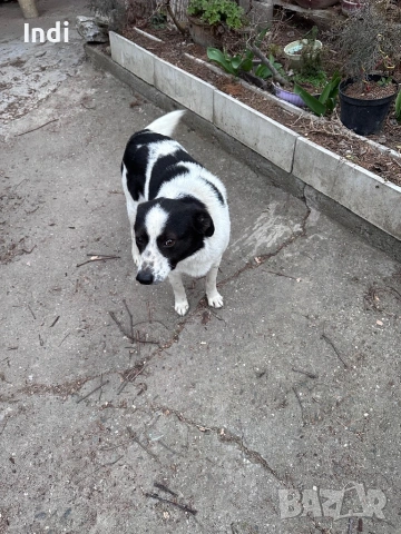 Подарявам женско куче на година, снимка 2 - Други - 53861696