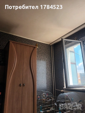 Пойни мъжки папагали , снимка 4 - Папагали - 55220157