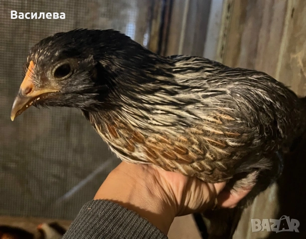 Пилета и пъдпъдъци на различна възраст, снимка 3 - Кокошки и пуйки - 54003824