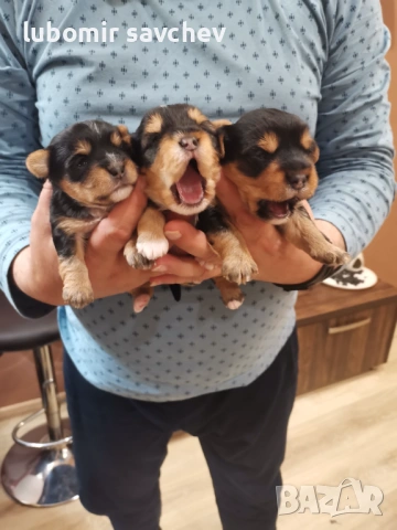 Шарени йоркита, снимка 7 - Йоркширски териер - 51701071